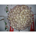 Jinxiang Normal White Garlic With Competitive Price